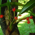 MaxillariaCoccinea.jpg