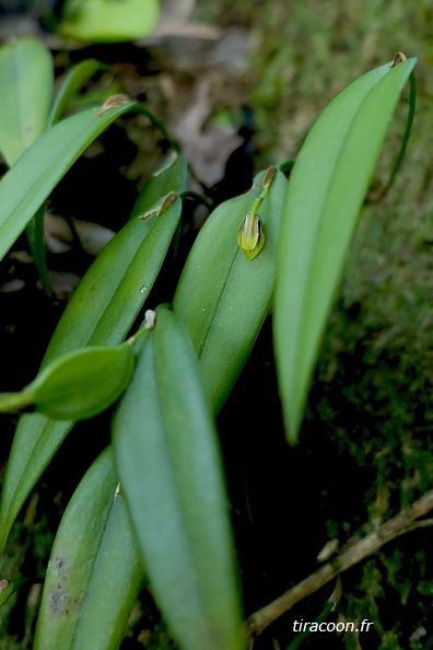	Acianthera angustifolia