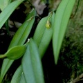 	Acianthera angustifolia