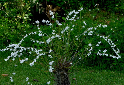 	Dendrobium crumenatum