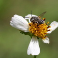 	Megachile concinna	