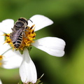 	Megachile concinna	