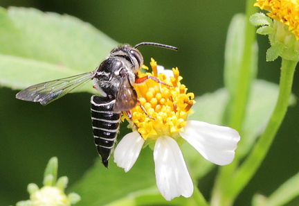 	Coelioxys rufipes