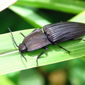 	Chalcolepidius obscurus	