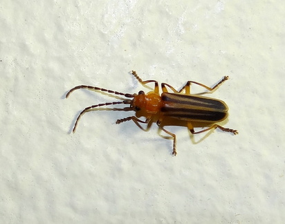 	Tylocerus maculicornis
