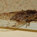 	Tympanoterpes grisea	