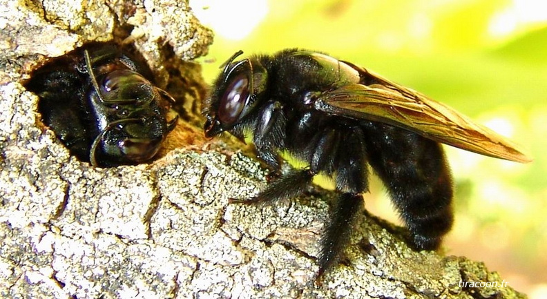 	Xylocopa mordax femelle	