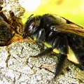 	Xylocopa mordax femelle	