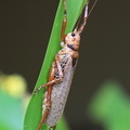	Nesonotus reticulatus