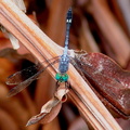 	Micrathyria aequalis mâle	