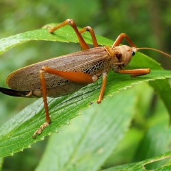 Orthopteres