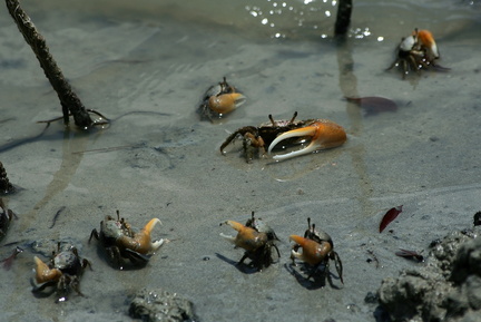 	Crabes sémafot	