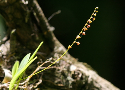 	Orchidée	