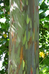 	Eucalyptus	