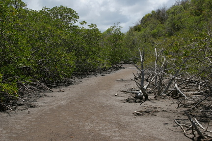 	Mangrove	