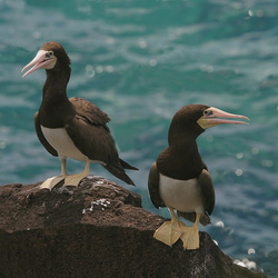 Oiseaux de Guadeloupe