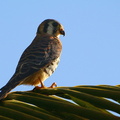 	Falco sparverius	