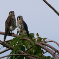 	Falco sparverius