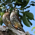 	Falco sparverius