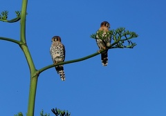 	Falco sparverius	