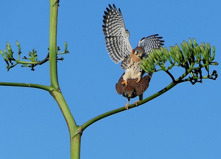 	Falco dsparverius