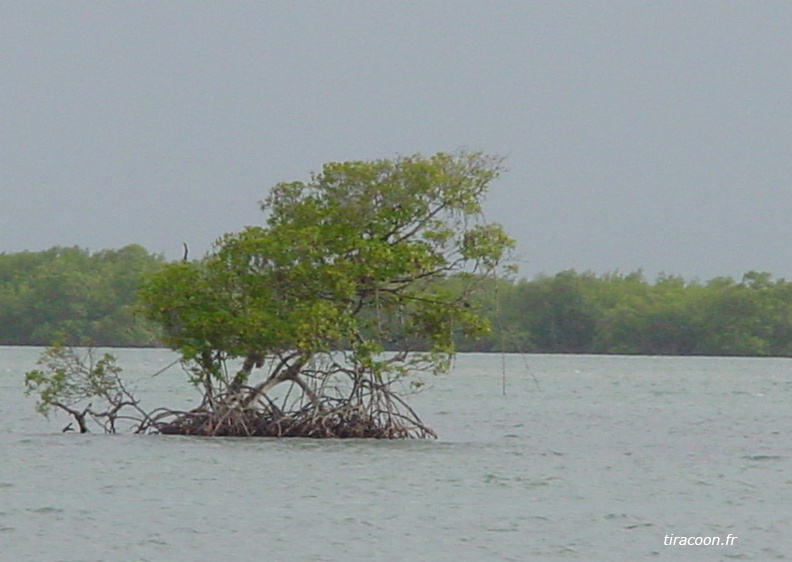 	Mangrove	
