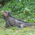 	Iguane	