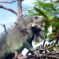 	Iguane au Fort	