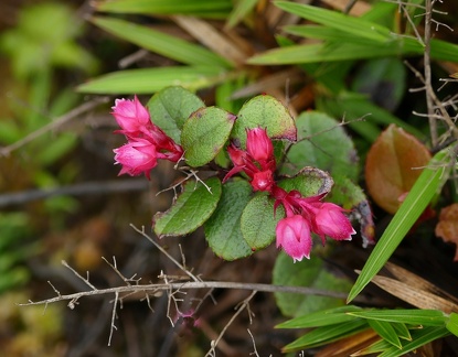 	Gaultheria domingensis 