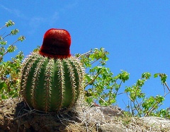 	Cactus	