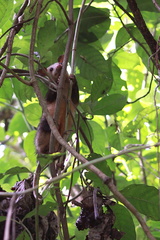 	Didelphis marsupialis	