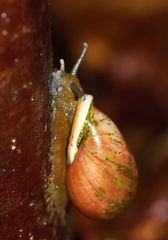 	Pleikocheilus aurissileni	