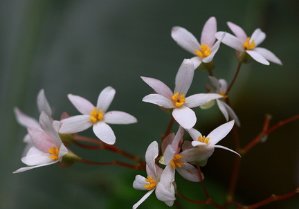 	Begonia pensilis	