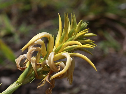 	Pitcairnia sulphurea	