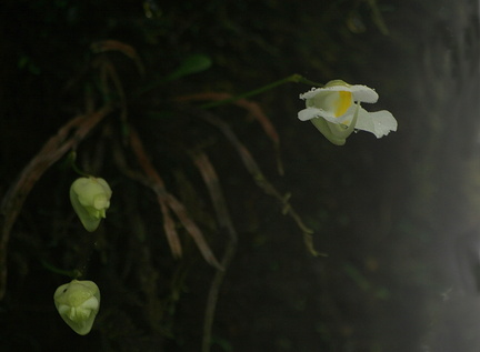 	Utricularia sp.	