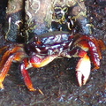 	Crabe de racine de mangrove	