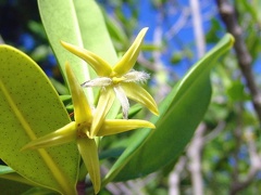 	Rhizophora mangle.