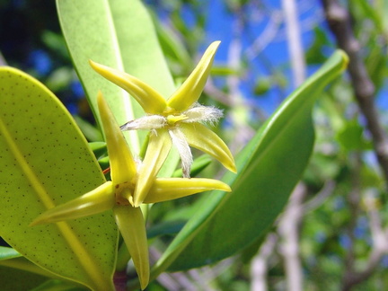 	Rhizophora mangle.