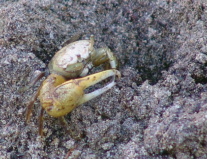 	Crabe sémafot	
