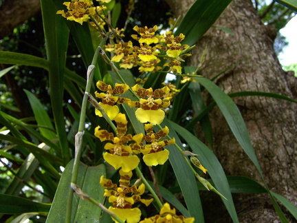 	Orchidée	